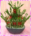 看原寸大開運竹_花圖片..